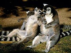 Ring-tailed Lemur Love